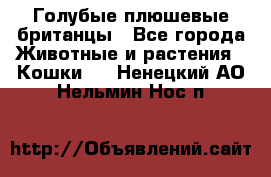 Голубые плюшевые британцы - Все города Животные и растения » Кошки   . Ненецкий АО,Нельмин Нос п.